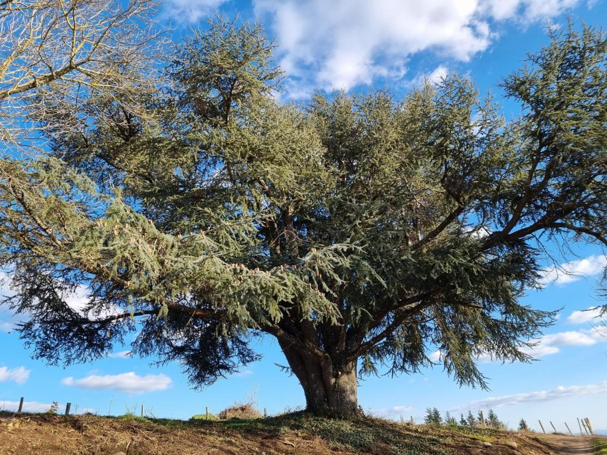 L'Oeil De Carcassonne Villa Caudebronde ภายนอก รูปภาพ
